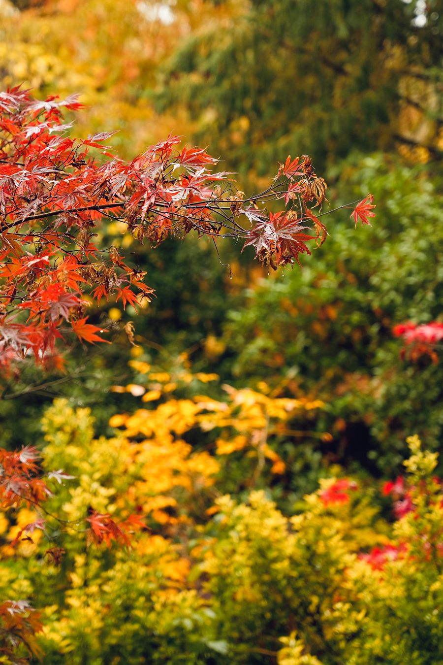 Beispielmotiv: Garten mit farbigem Herbstlaub